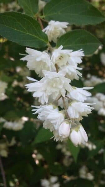 Deutzia gracilis 7