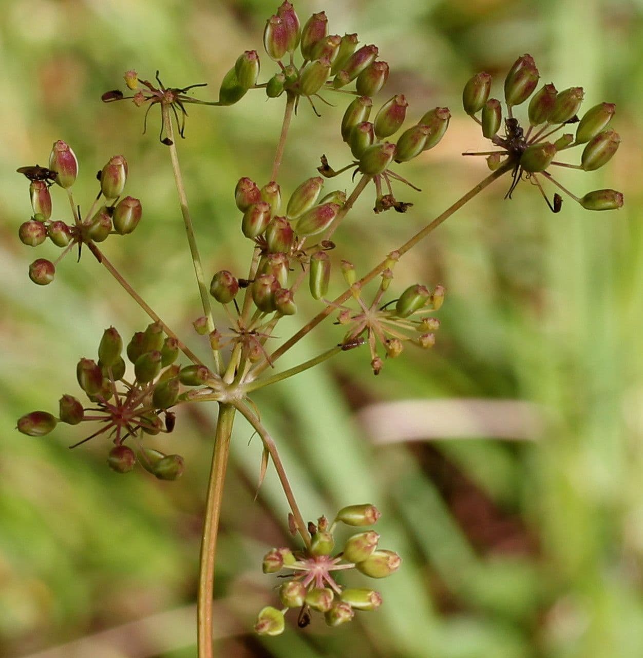 Peucedano gallico 2