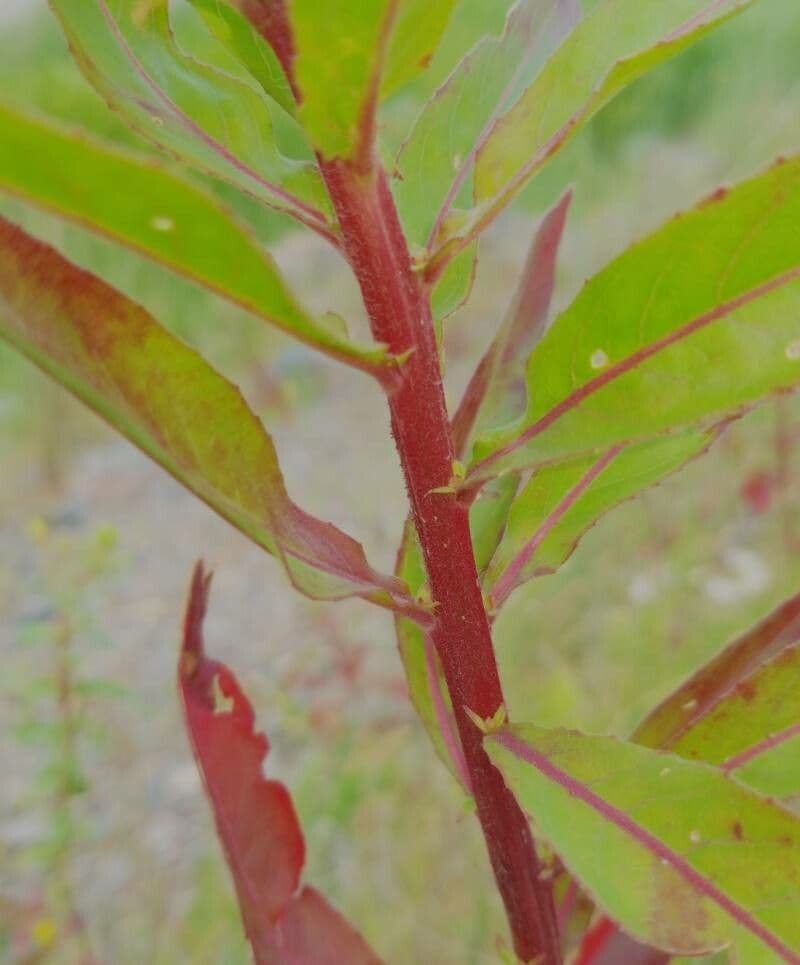 Enagra parviflora 21