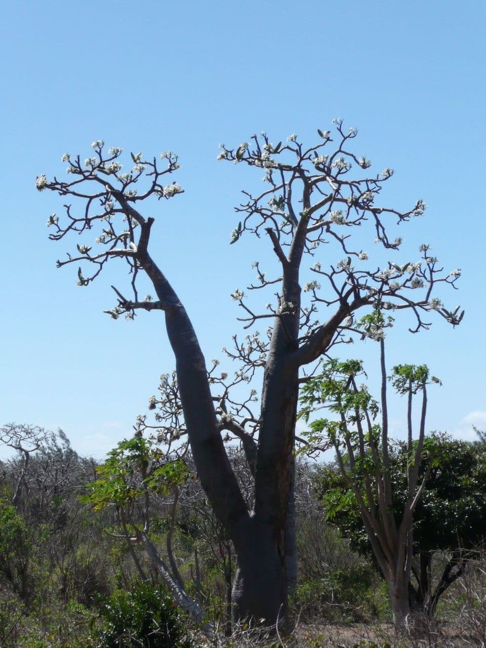 Pachypodium 3
