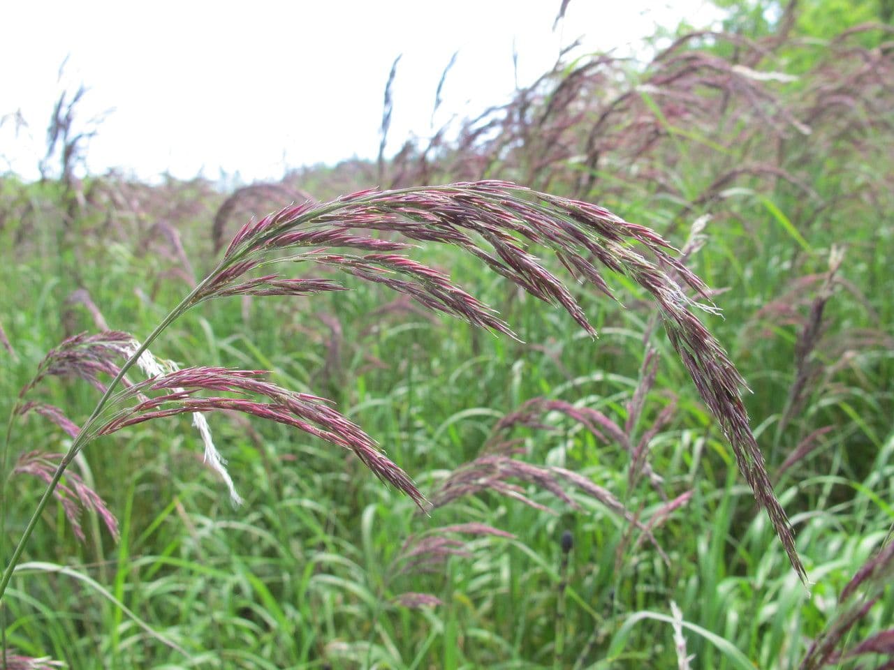 Calamagrostis 15