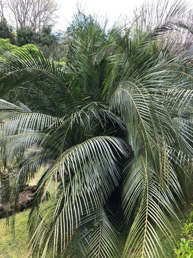Macrozamia 8
