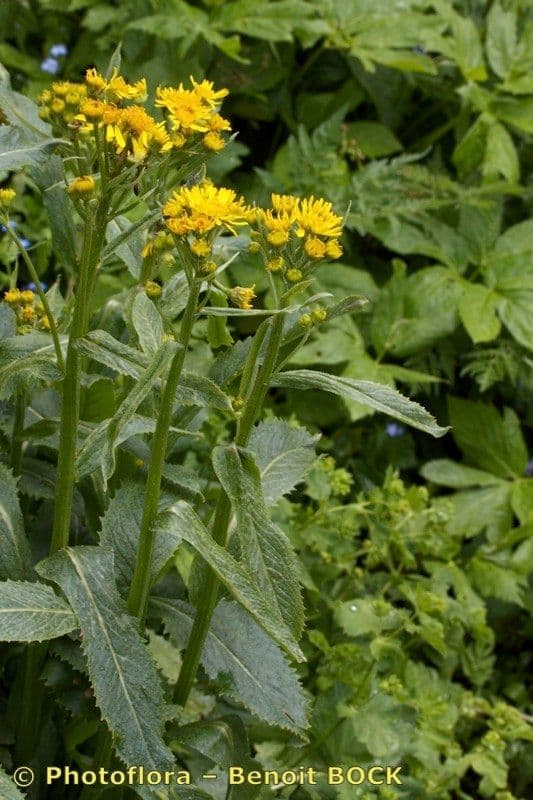 Tephroseris 12