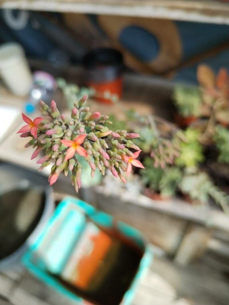 Rundblättrige Kalanchoe 3