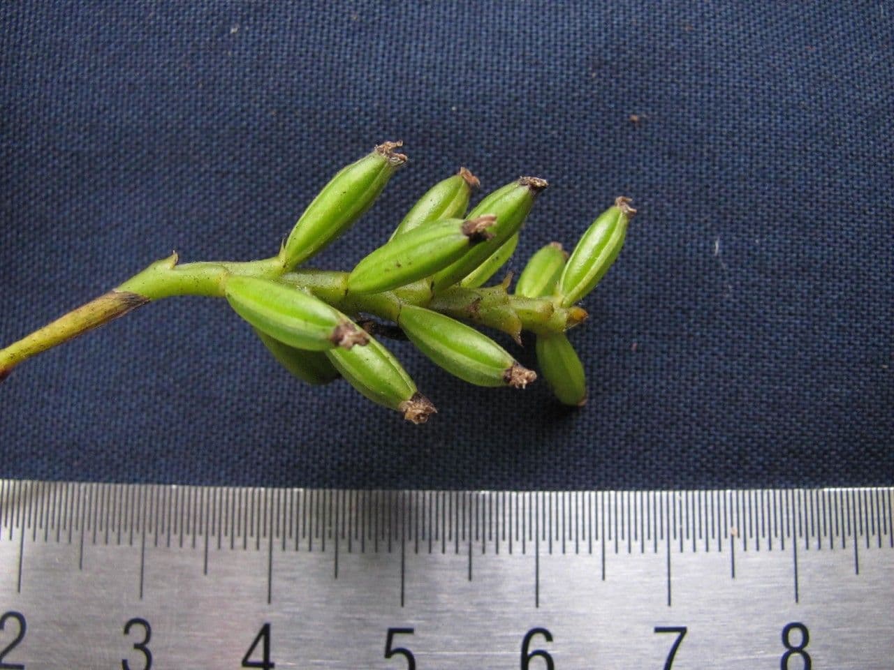 Polystachya 9