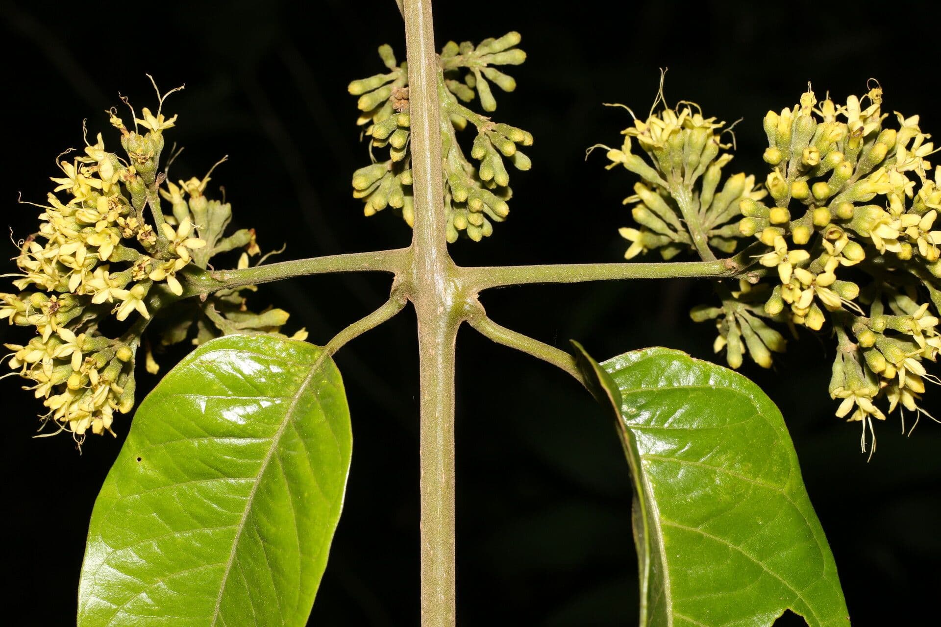 Aegiphila 3