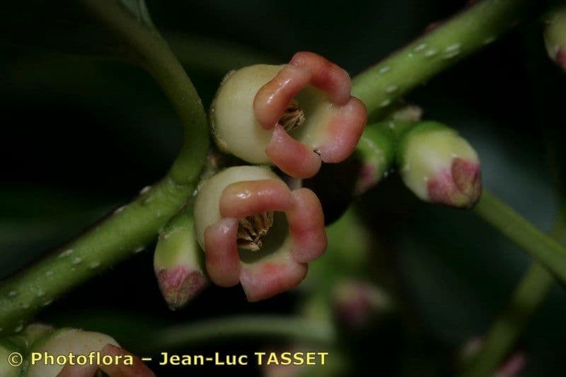 Diospyros 8