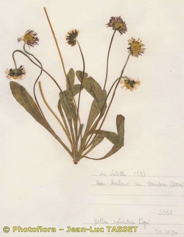 Margherita selvatica 25