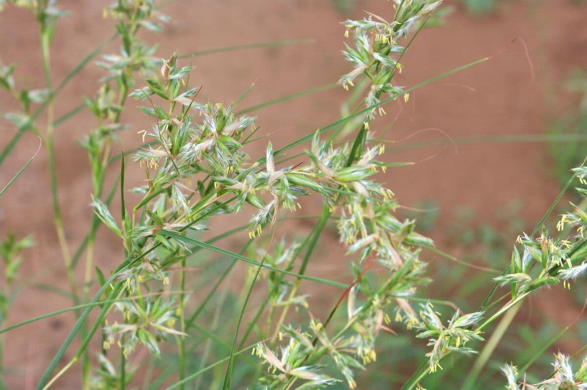 Trawa geranium 18