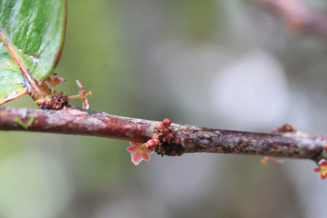Phyllanthus phillyreifolius 25