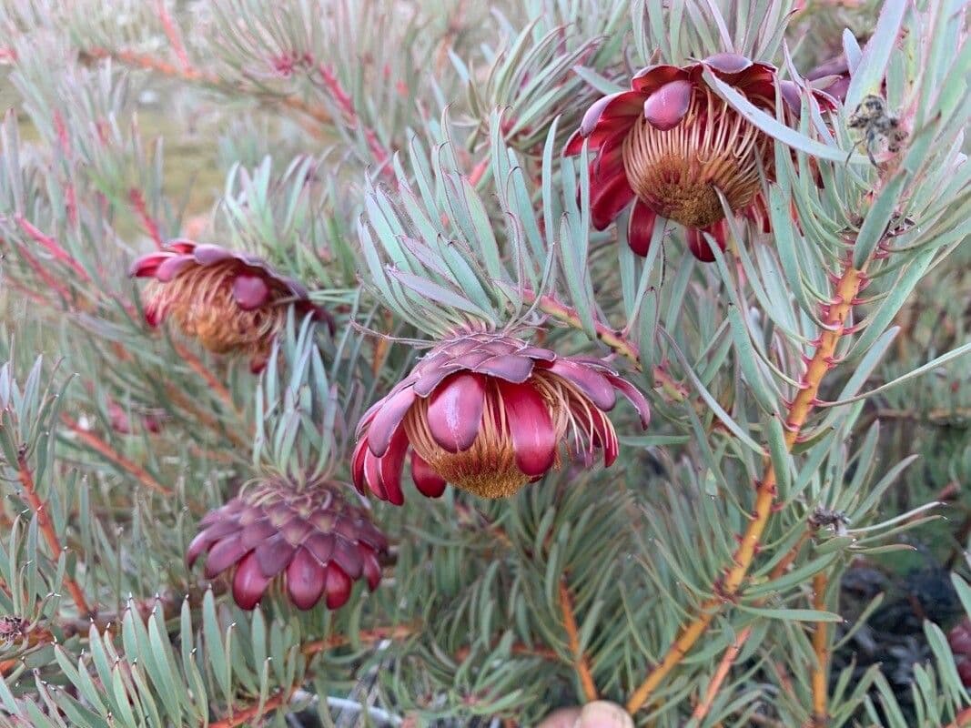 Protea