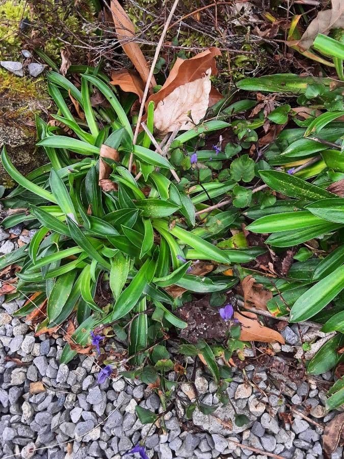 Armeria 7