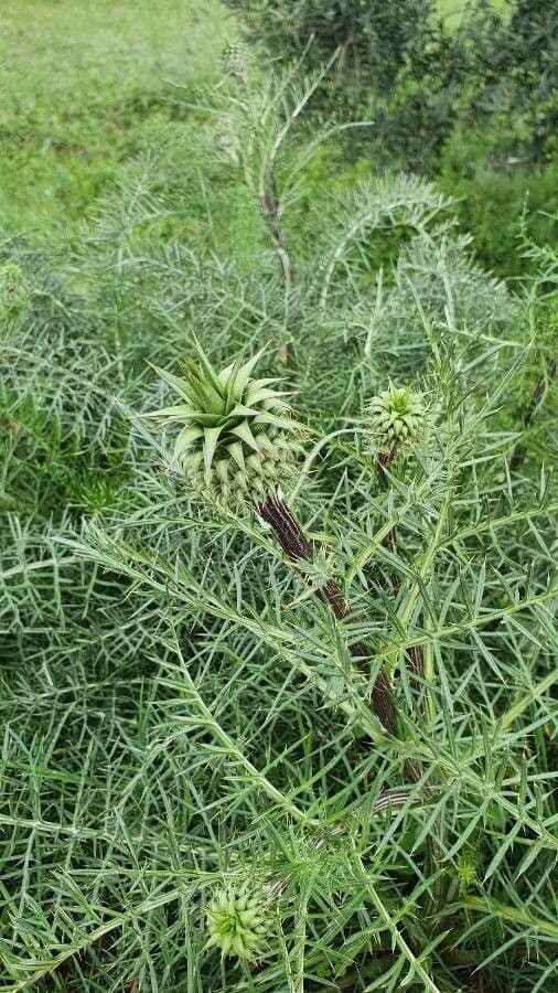 Cynara humilis 18
