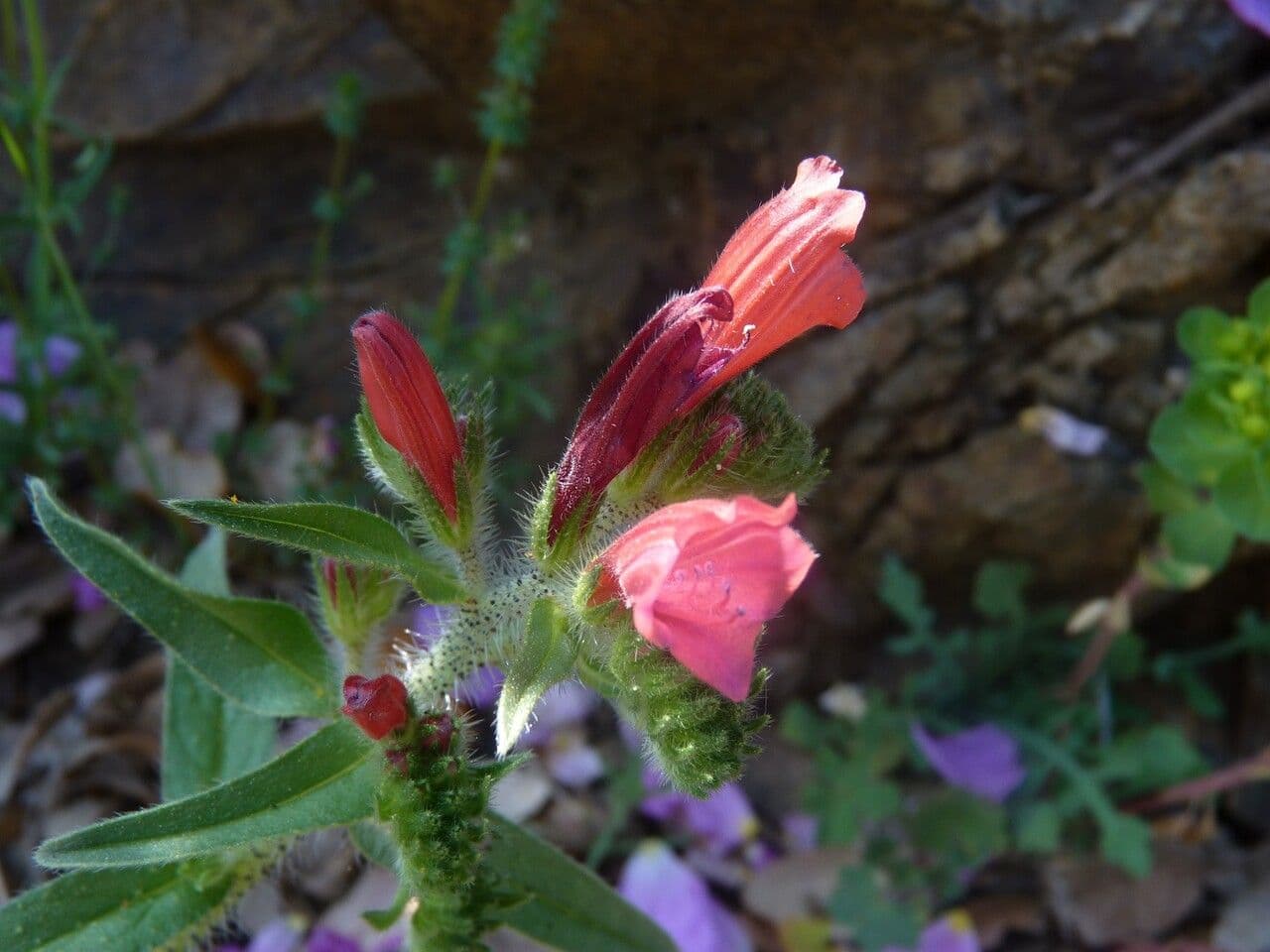 Echium cretico 26