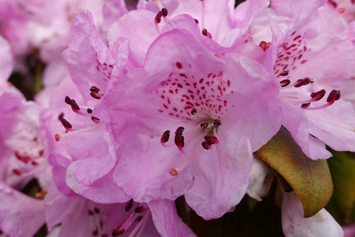 Rododendron rezavý 4