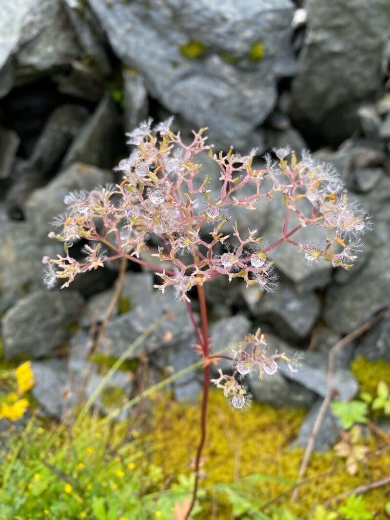 Valeriana tuberosa 2