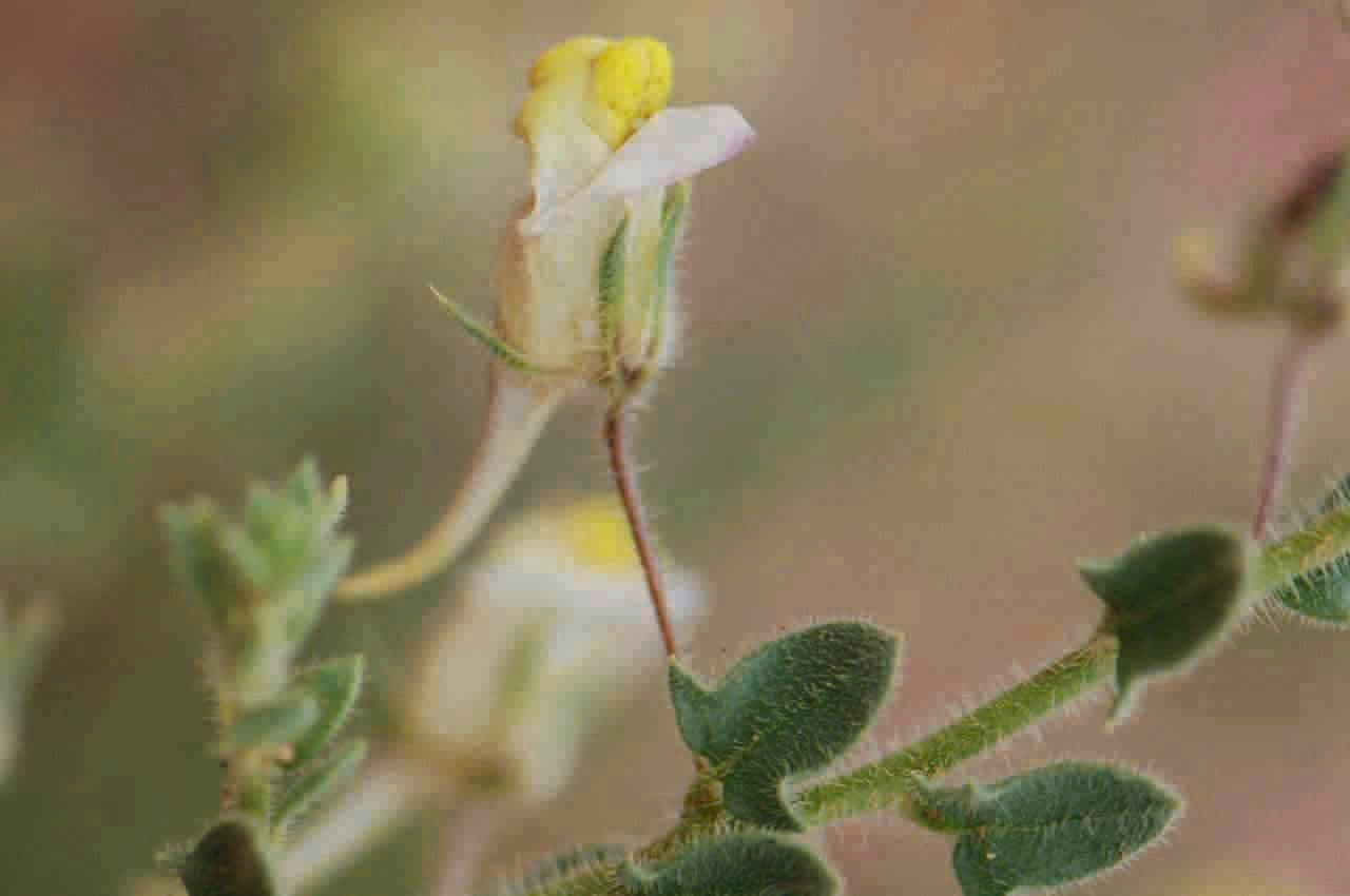 Kickxia egipska