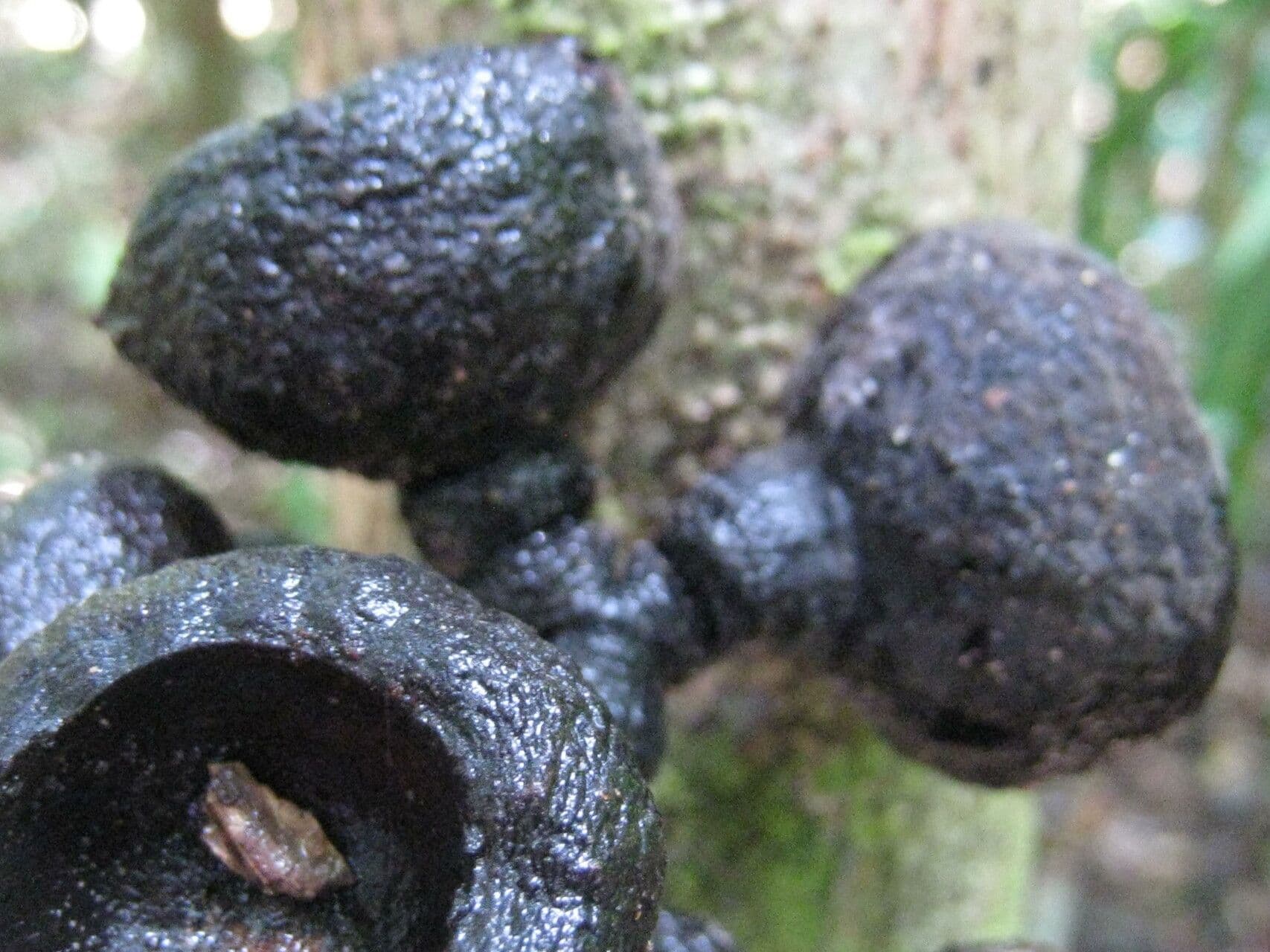 Rhodostemonodaphne
