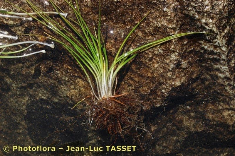 Calamaria a spore spinulose 3