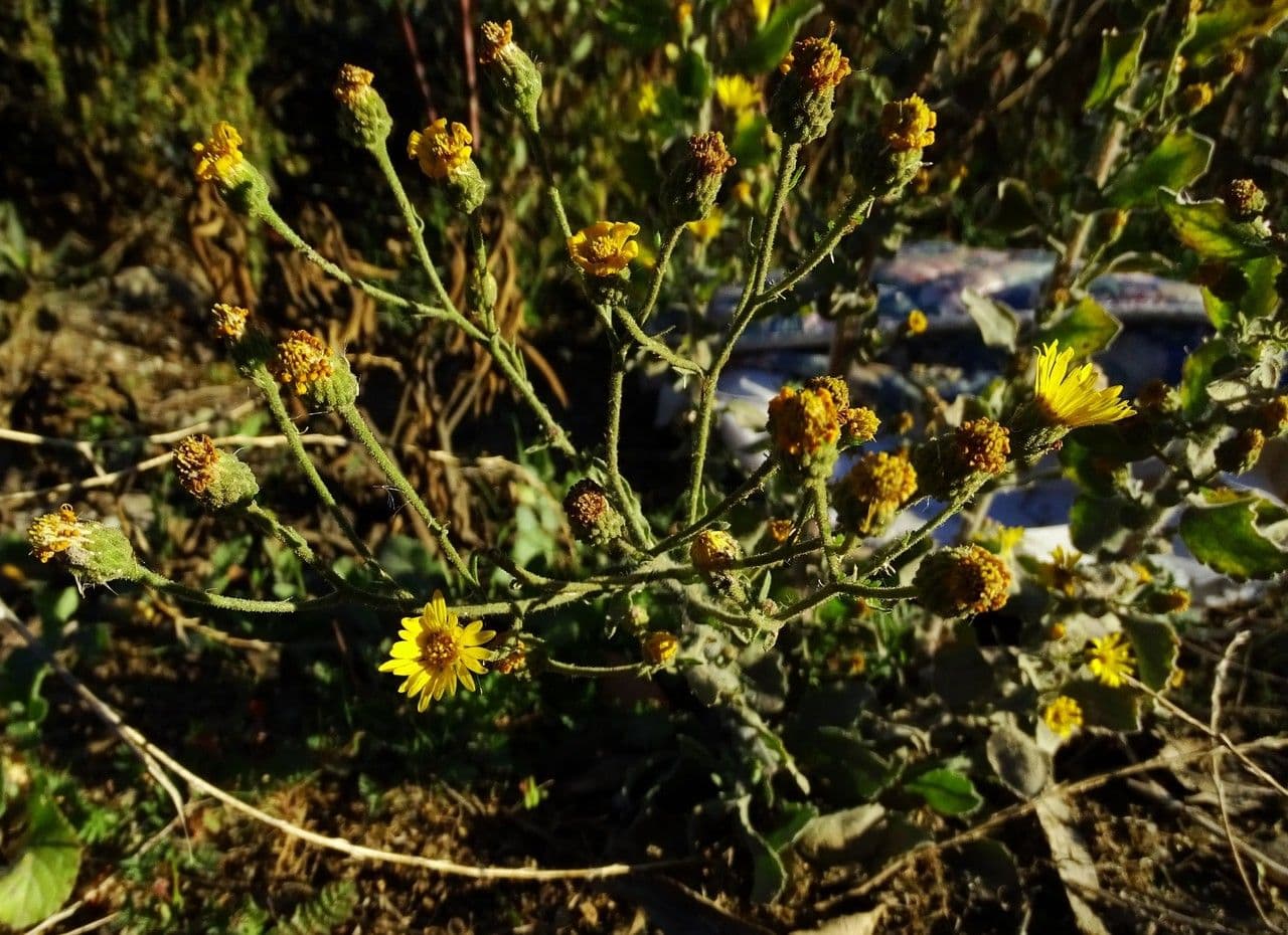 Eteroteca grandiflora 14