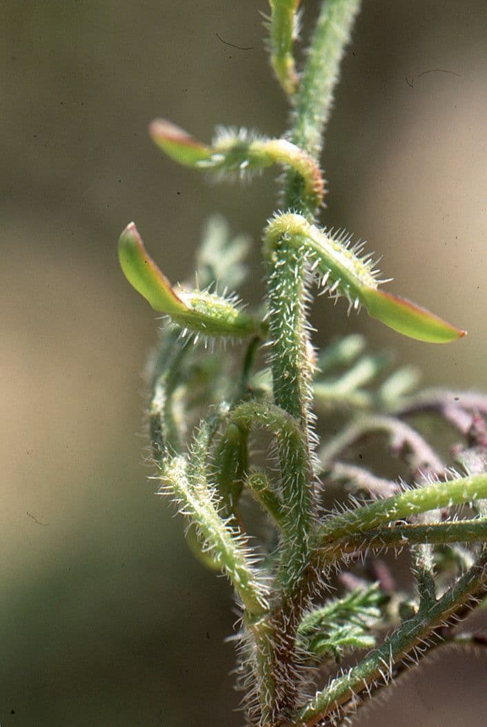 Löffelkohl 5