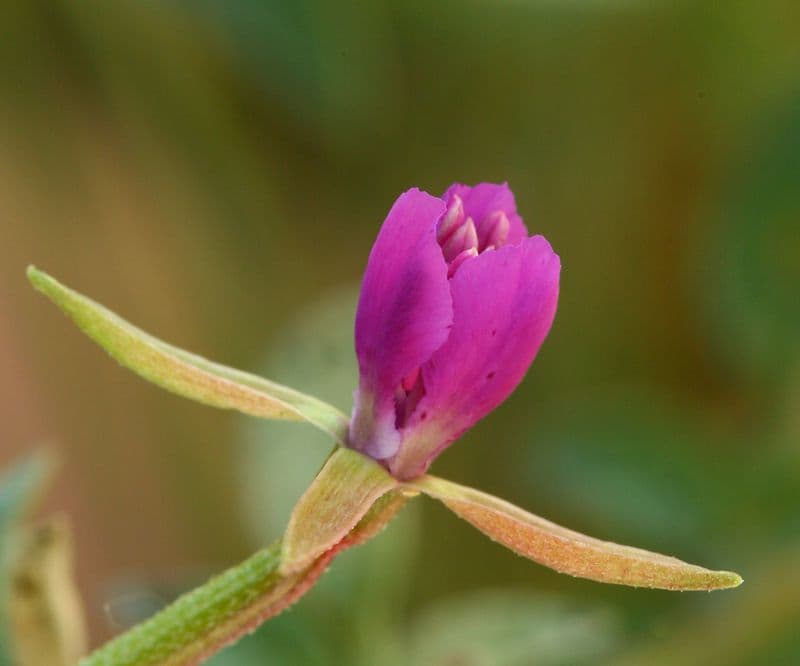 Clarkia romboidale 4