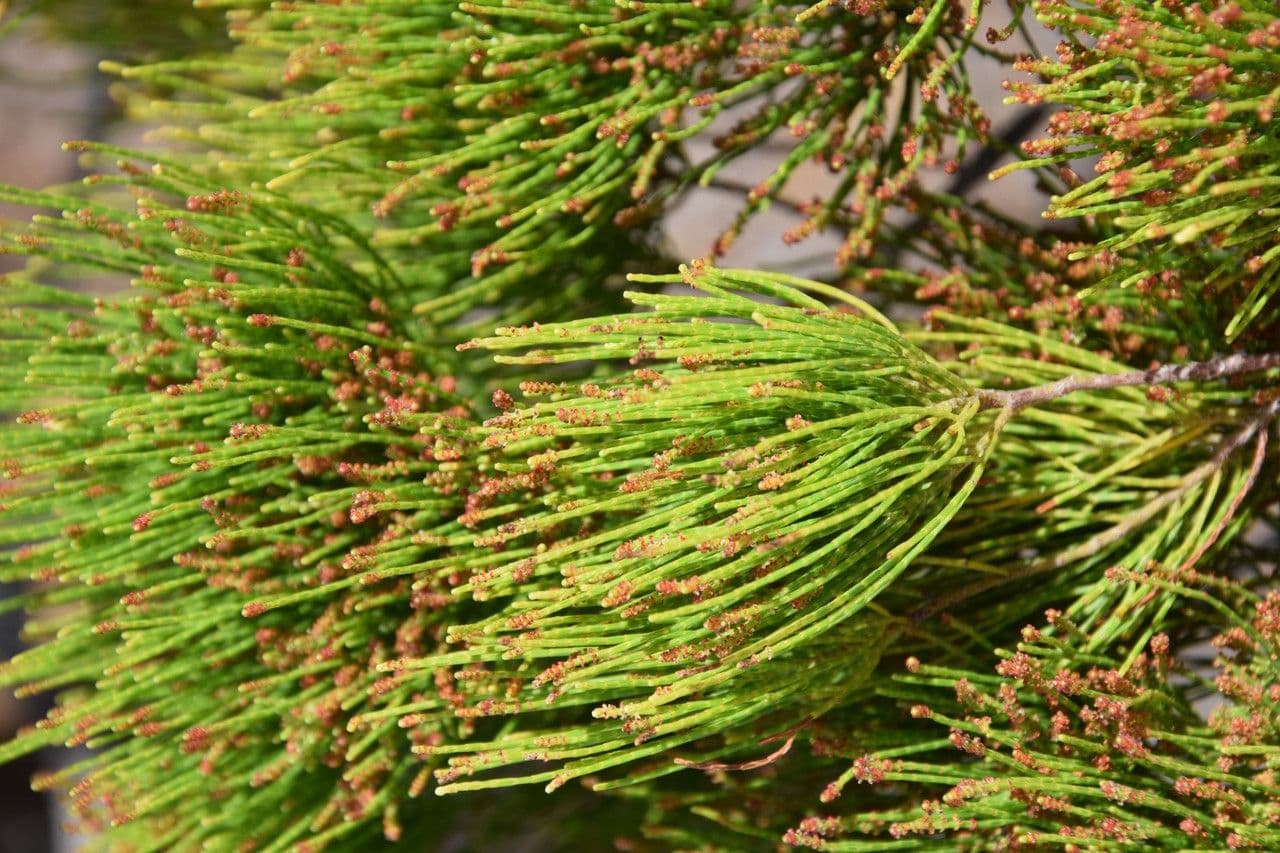 Gymnostoma 5