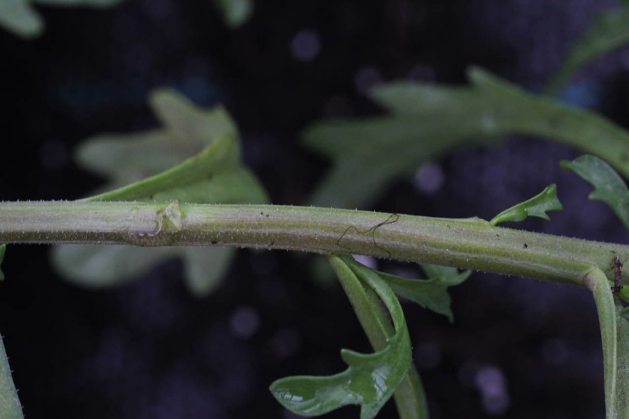 Iberka okolíkatá 22