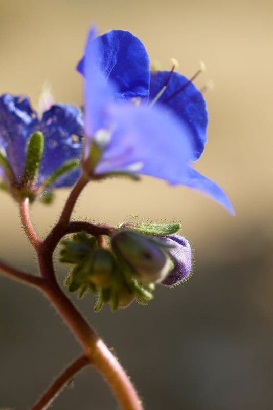 Charlottes Phacelia 5
