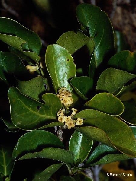 Tinadendron 6