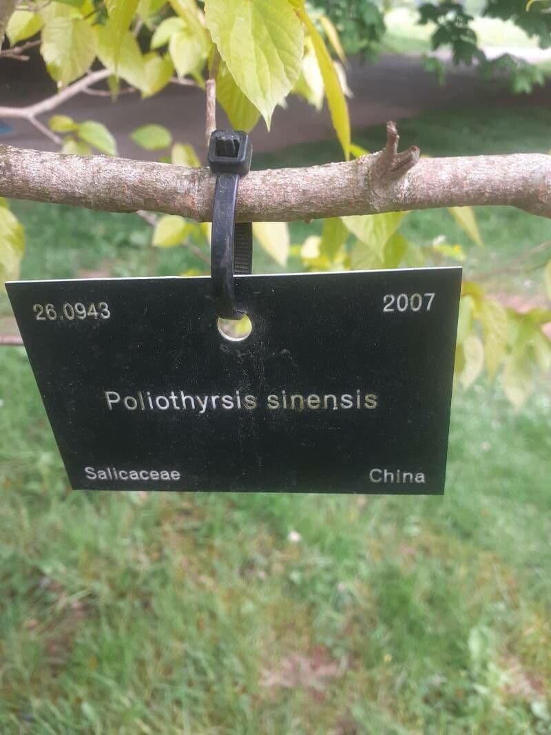 Čínský perlový květ 13