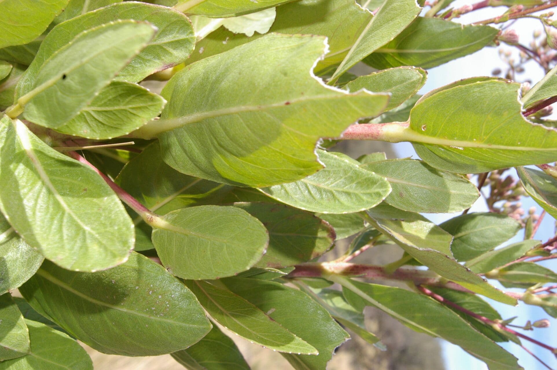Ayapana 10