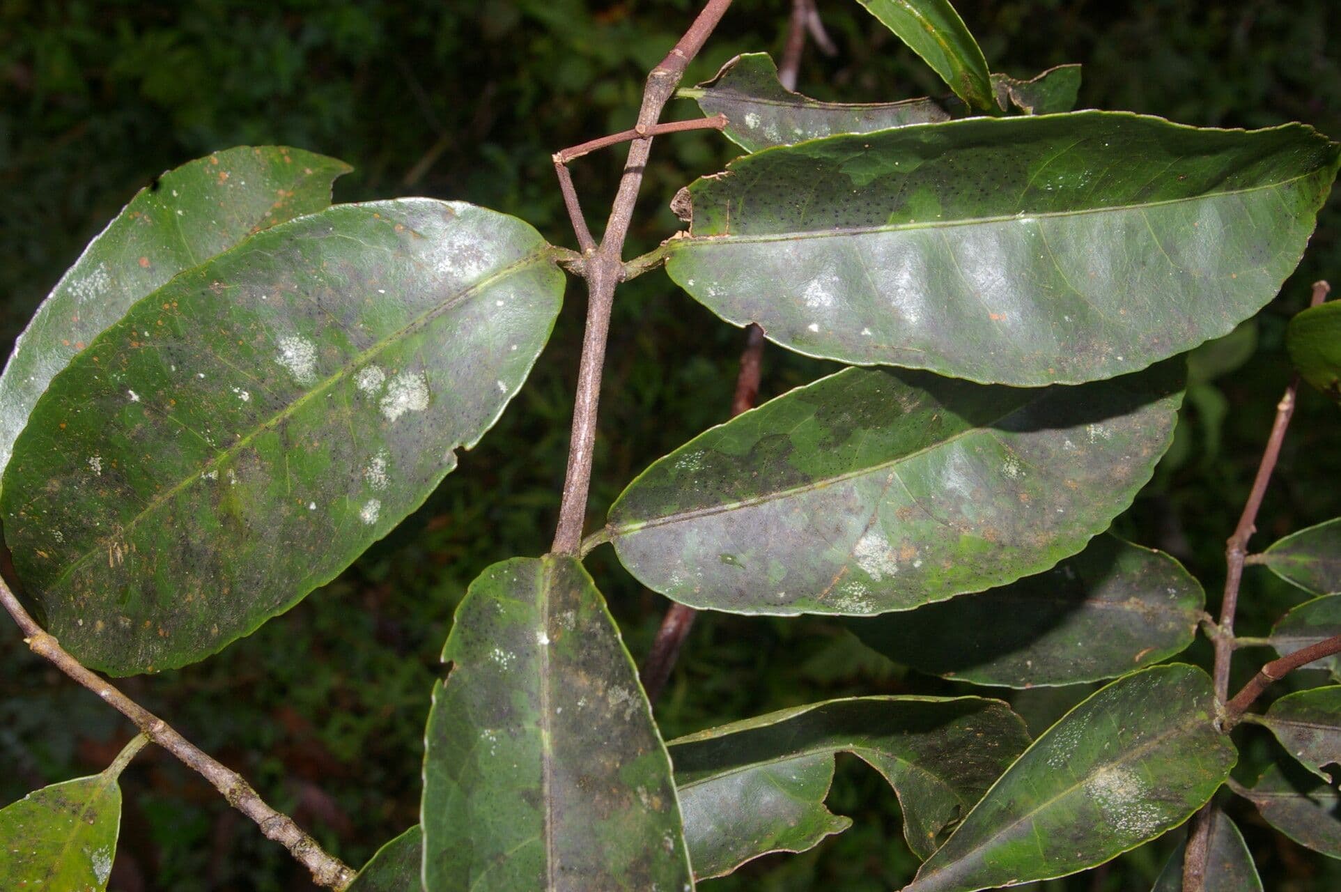 Hippocratea 21