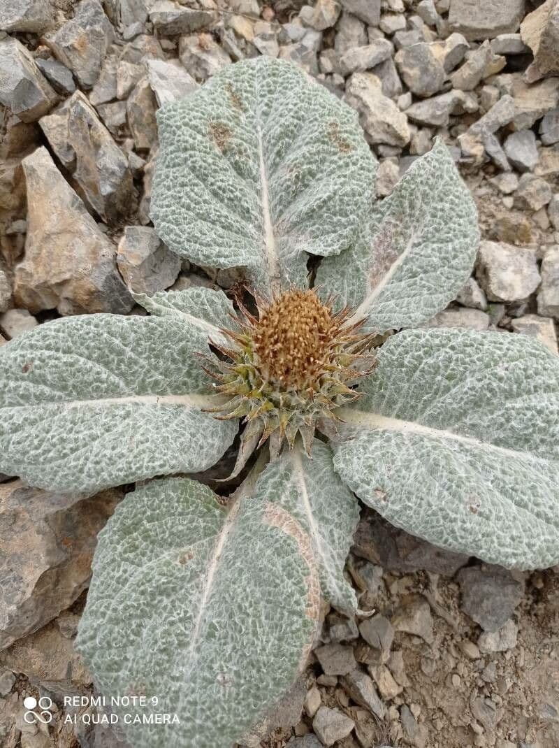 Berardia lanuginosa 11