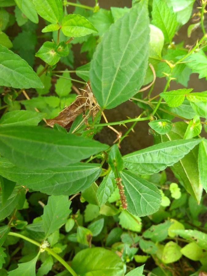 Acalypha australis 15