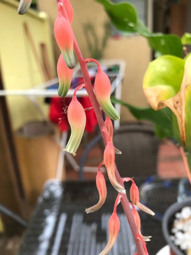 Gasteria 4
