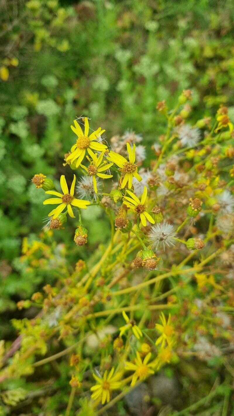 Cineraria deltoidea 4