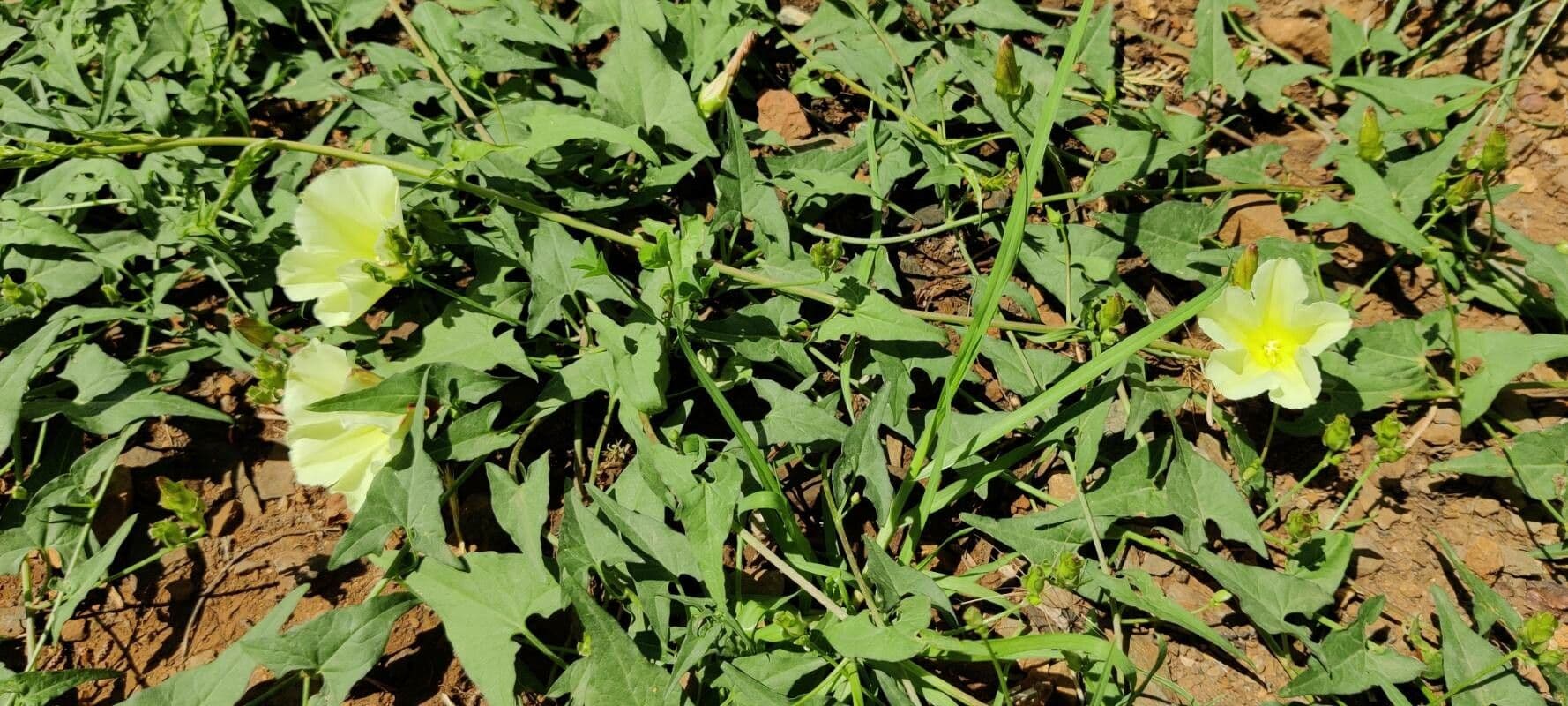 Calystegia 15