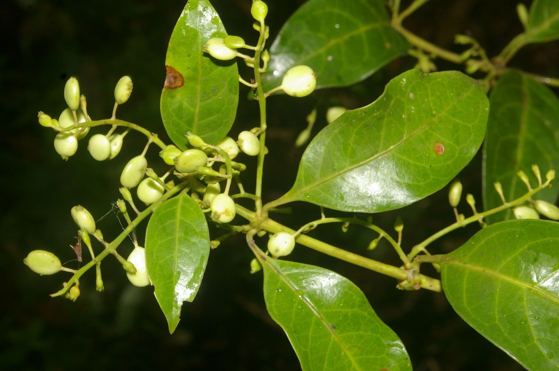 Chiococca