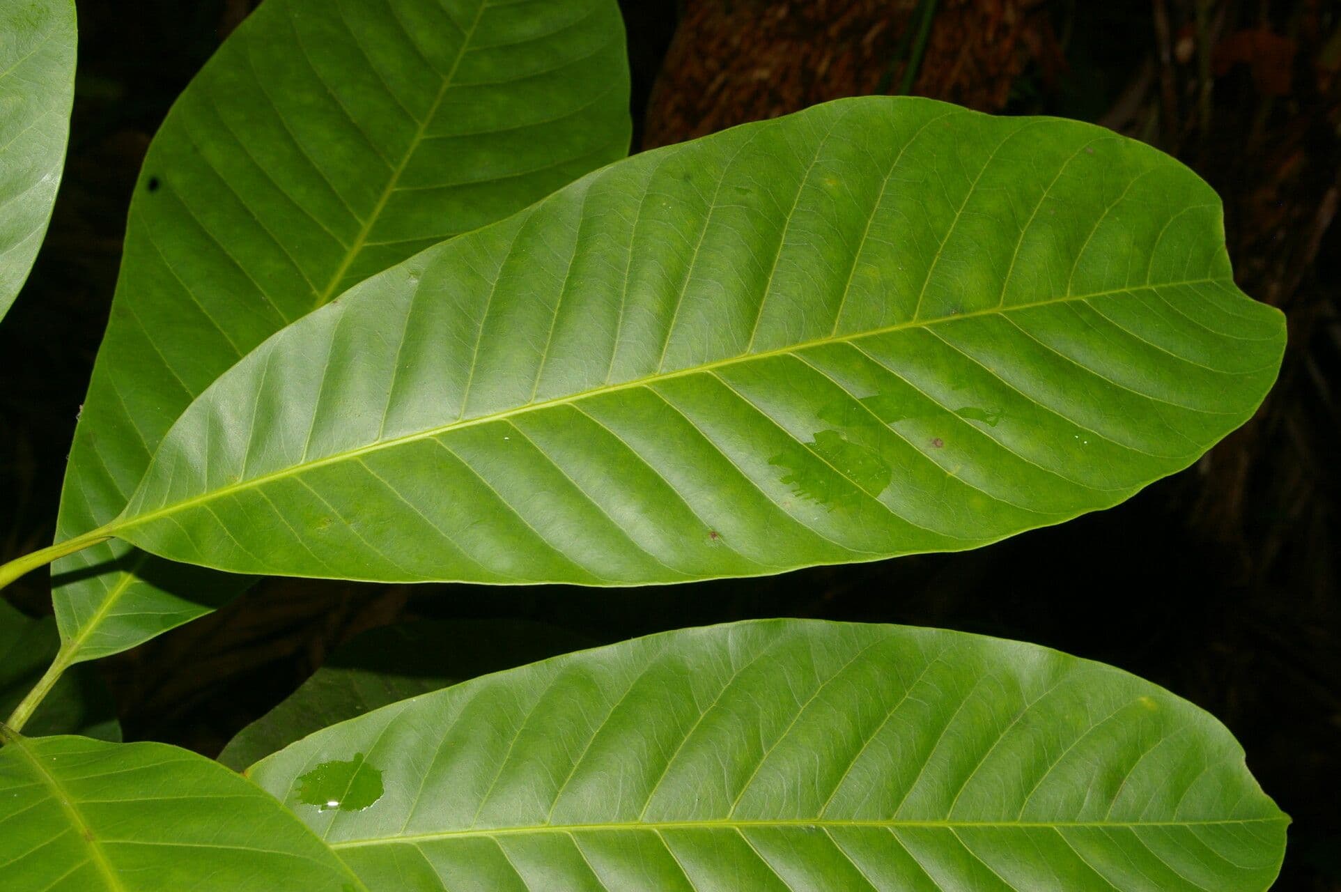 Pouteria 6