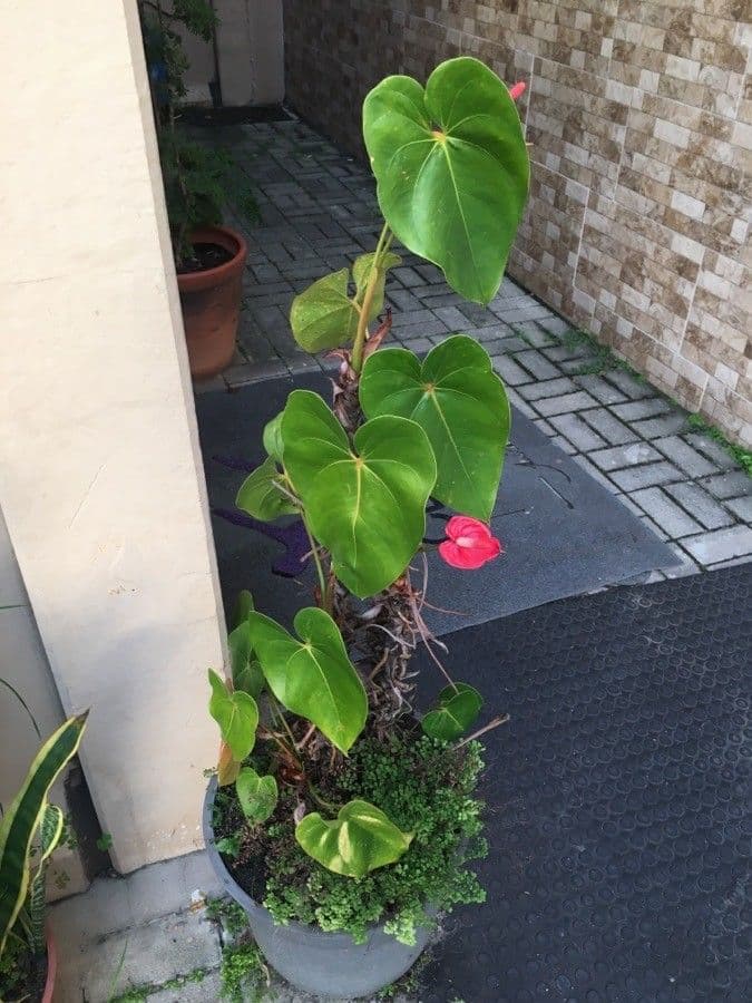 Antúria andreanum 11