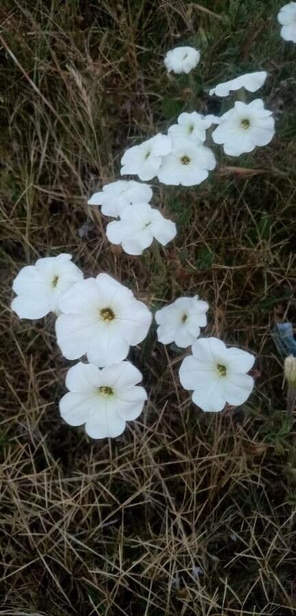 Petunia 4