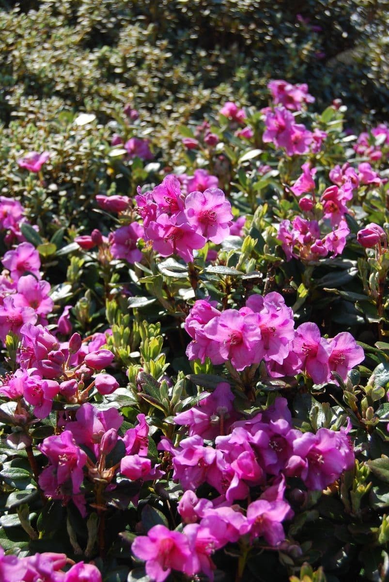 Rododendro 7