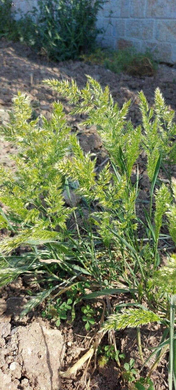 Trisetaria panicea 13