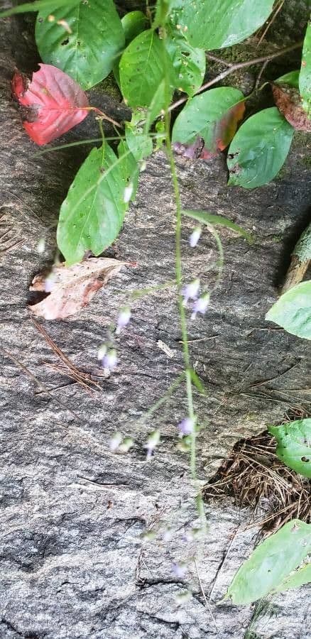 Campanula 6