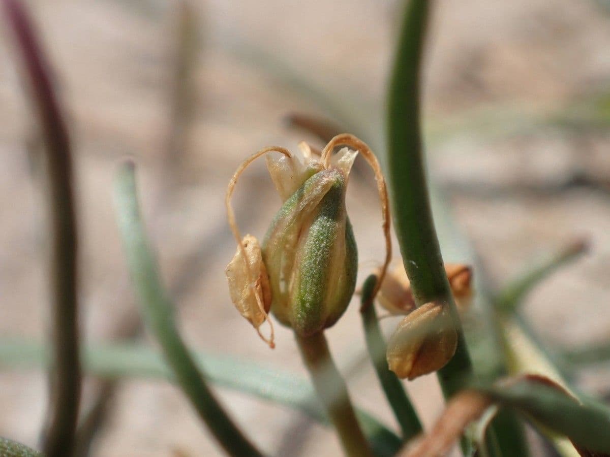 Littorella 4