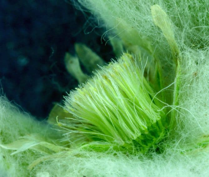 Gnaphalium 2