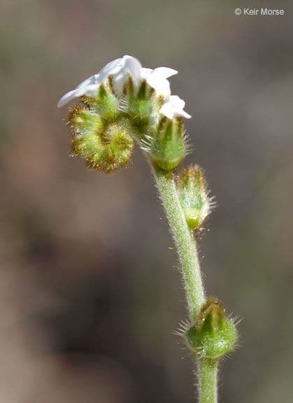 Plagiobothrys nothofulvus 6