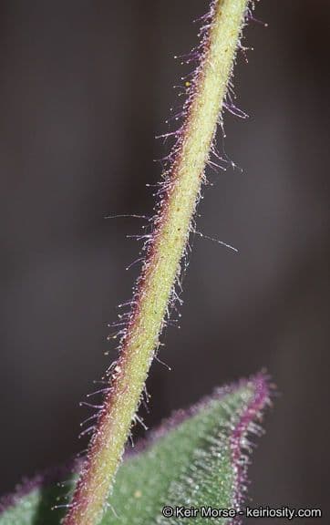 Mirabilis laevis 18