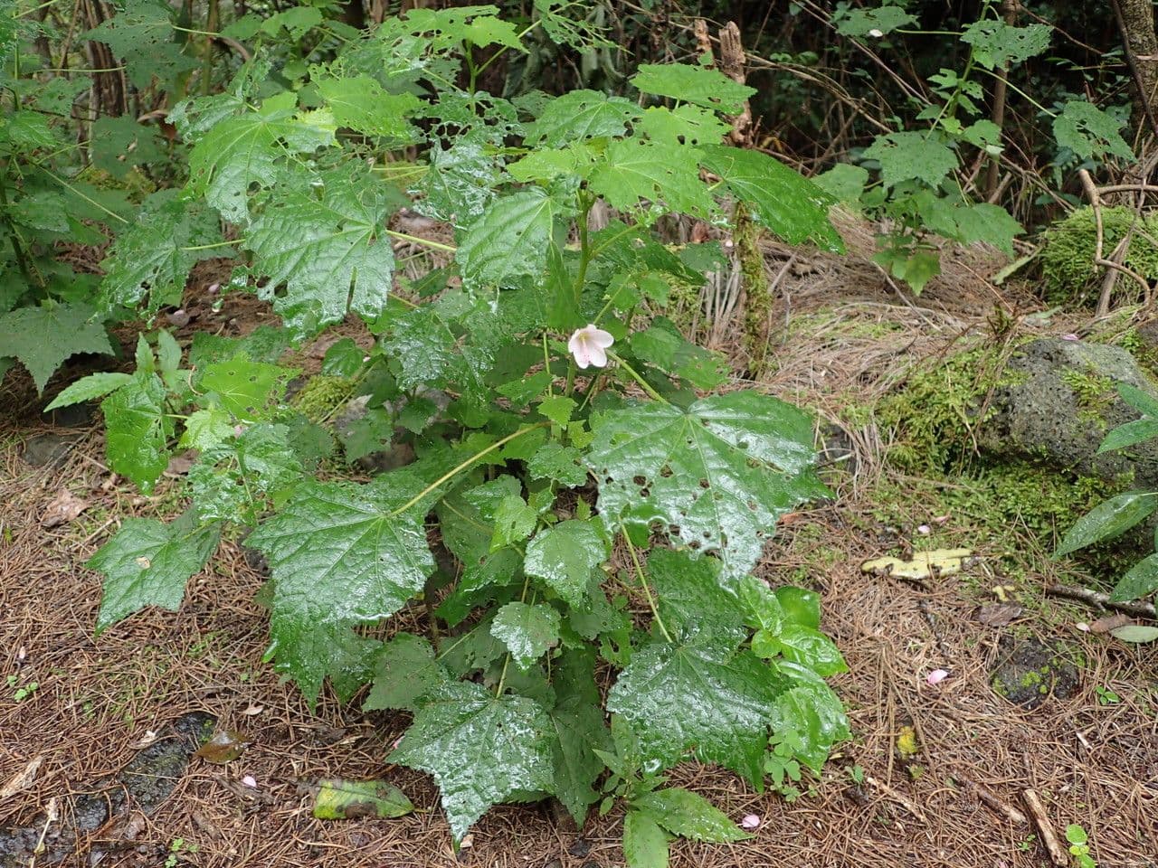 Pavonia columella 7